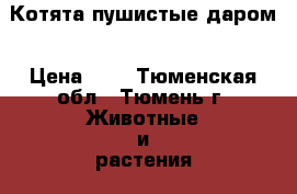 Котята пушистые даром › Цена ­ 1 - Тюменская обл., Тюмень г. Животные и растения » Кошки   